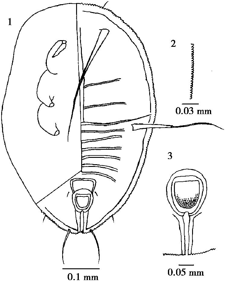 25.印度棒粉虱